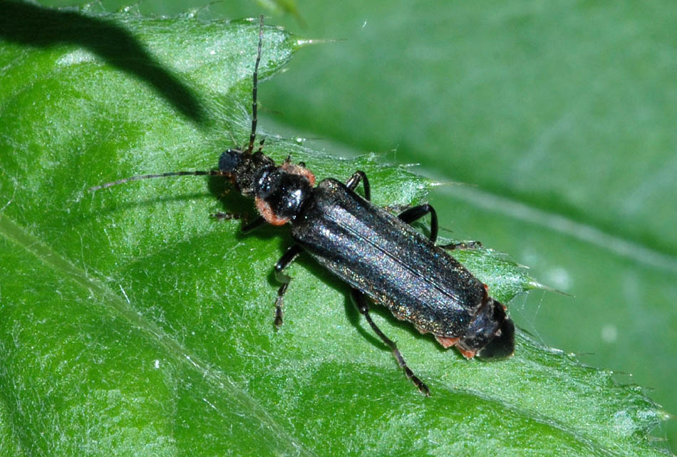 Cantharis obscura?